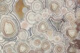 Polished Crazy Lace Agate Slab - Mexico #335038-1